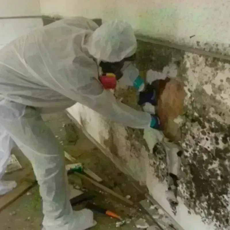 Mold Remediation and Removal in Goldsby, OK